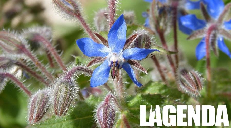 borragine