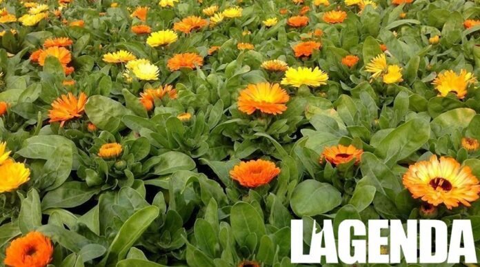 calendula