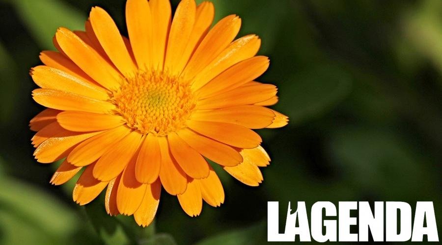calendula
