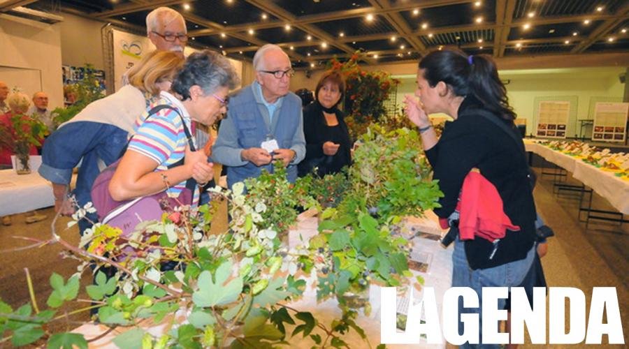 mostra funghi bardonecchia