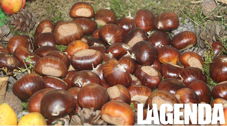 castagne