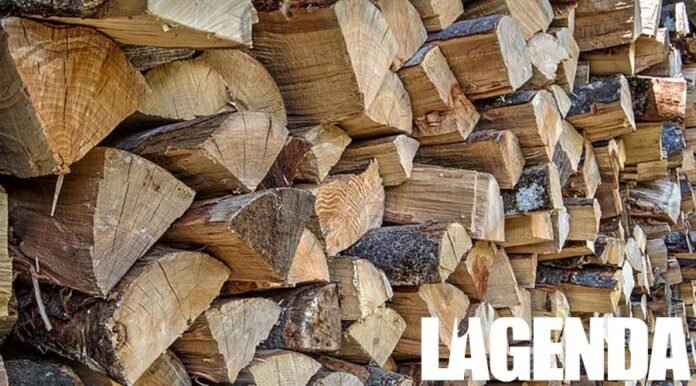 legna motosega bosco