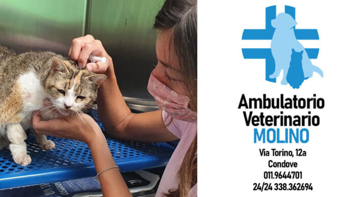 Veterinario Molino