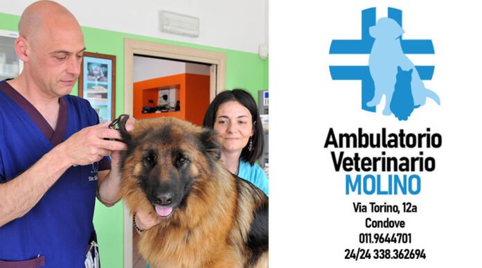 Veterinario Molino