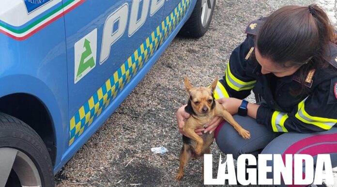 cane polizia