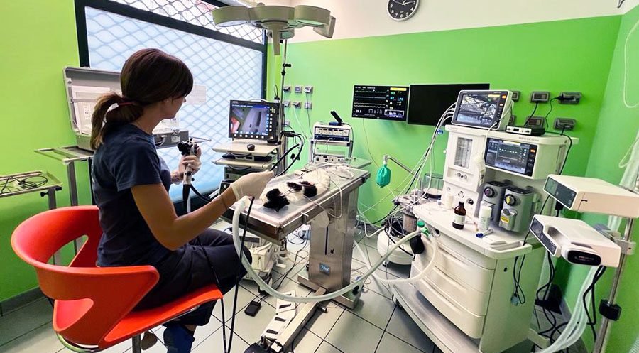 Ambulatorio Veterinario Molino