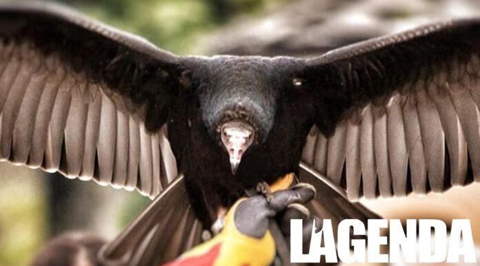 falco