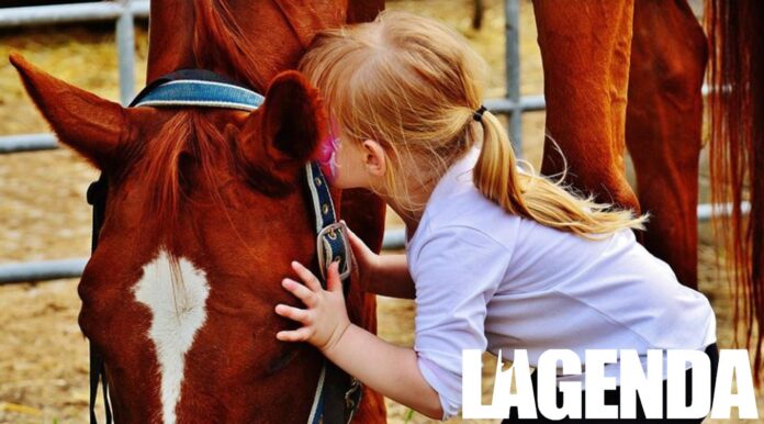 cavallo