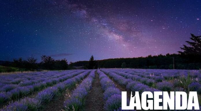 stelle