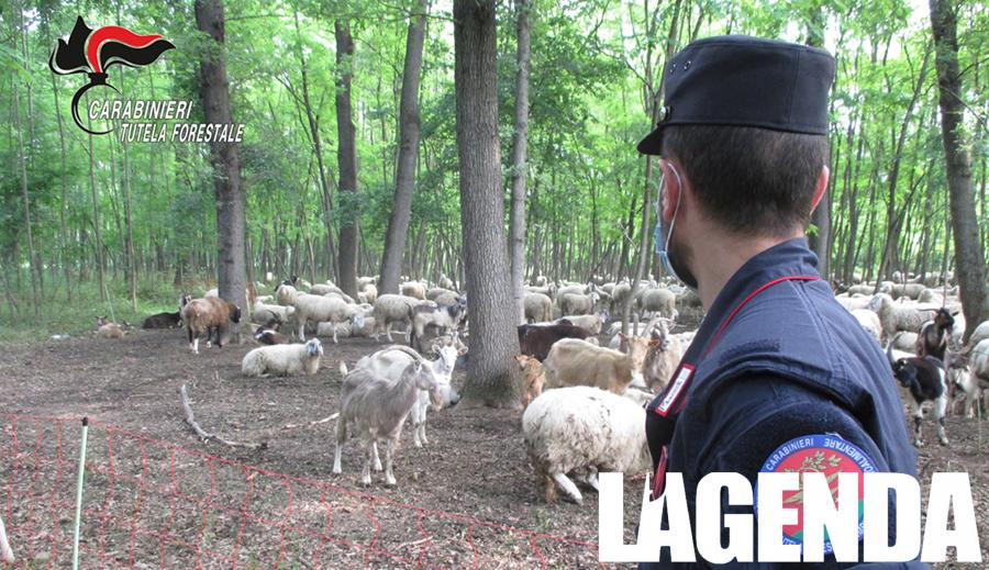Carabinieri Forestali