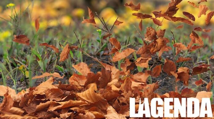 vento foglie autunno