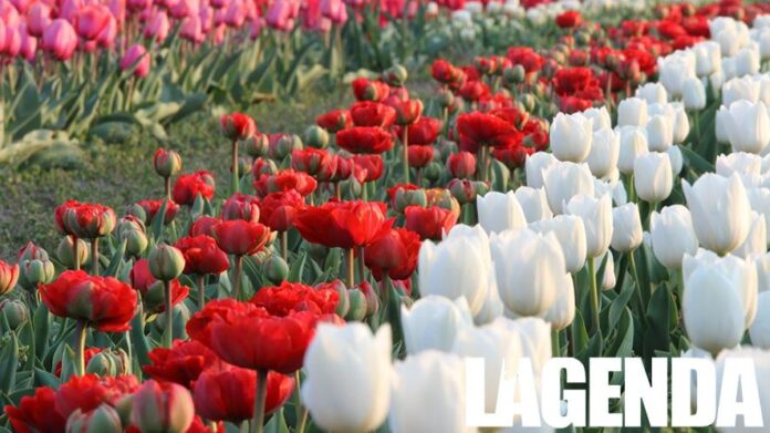 tulipani