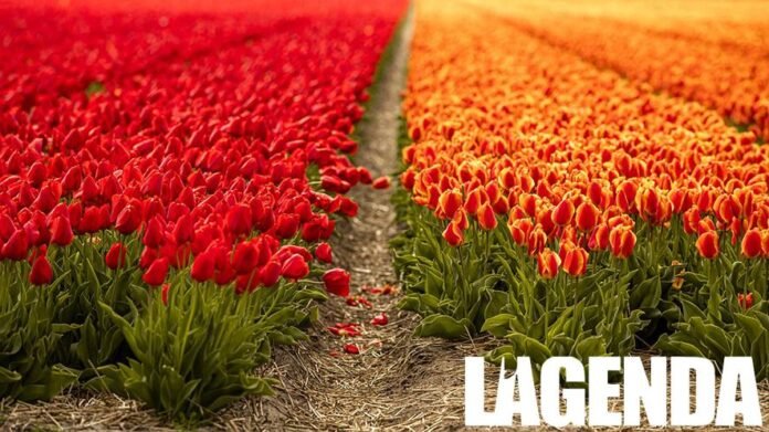 tulipani