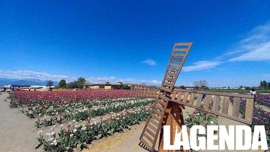 Tulipani Grugliasco
