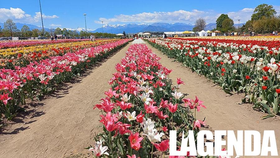Tulipani Grugliasco