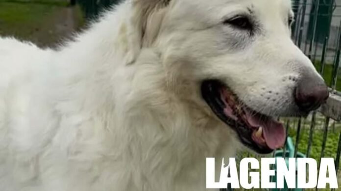 Valsusa Canile Cento Code