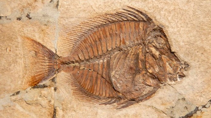 Un fossile