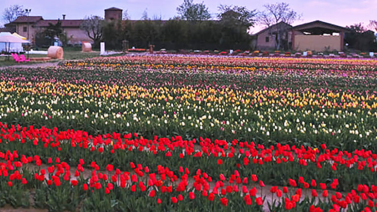 tulipani