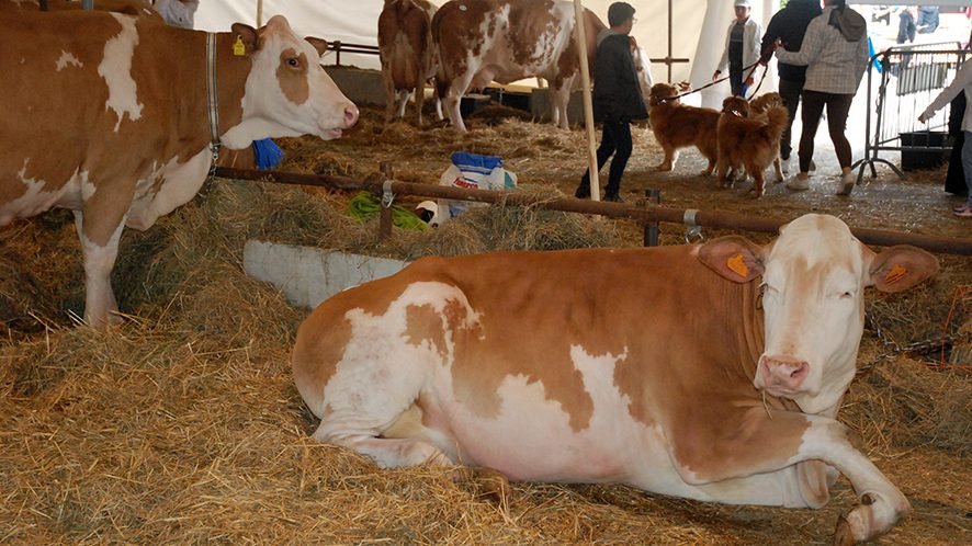 A Caselette la Fiera di San Giorgio