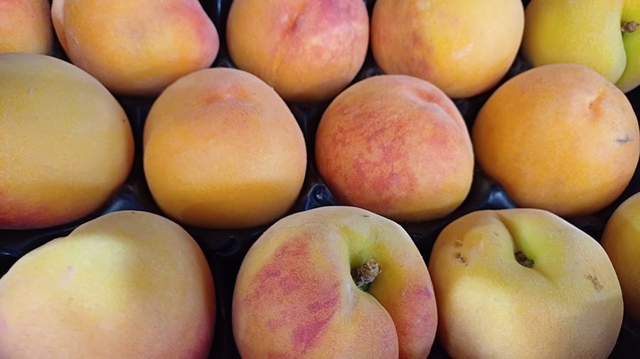 Alex Frutta