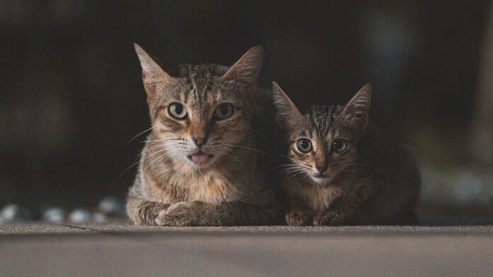 Gatti