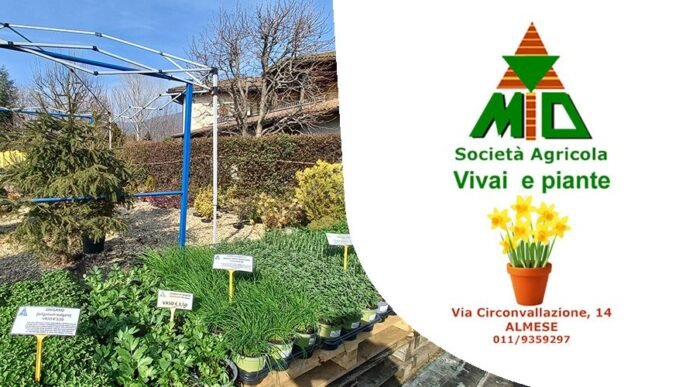 Vivaio Gulli Almese