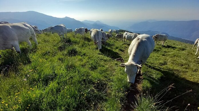 Transumanza a Condove