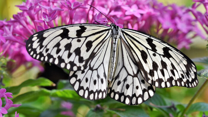 Farfalla