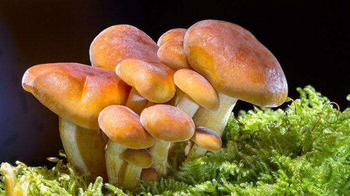 Funghi