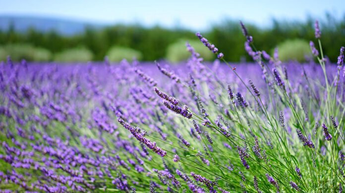 Lavanda