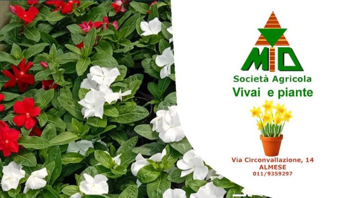 Vivaio Gulli Almese