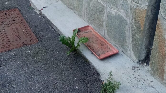 Fiori a Mattie