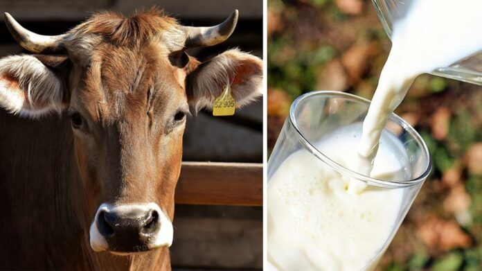 Mucca e latte