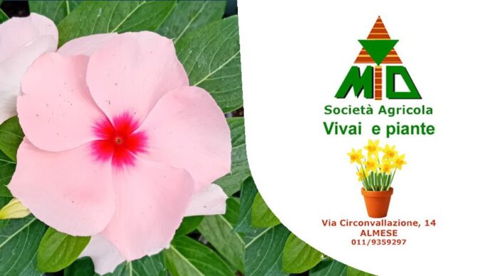 Vivaio Gulli Almese