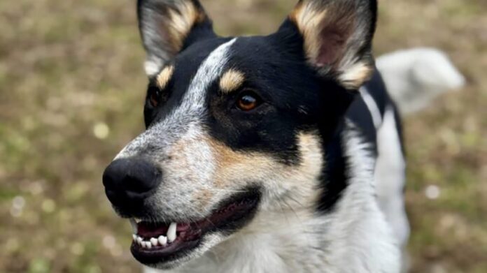 Cane