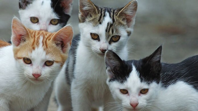 Gatti