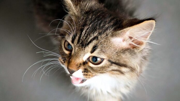 Gatto