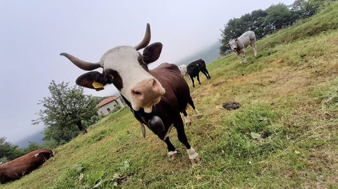 Mucca