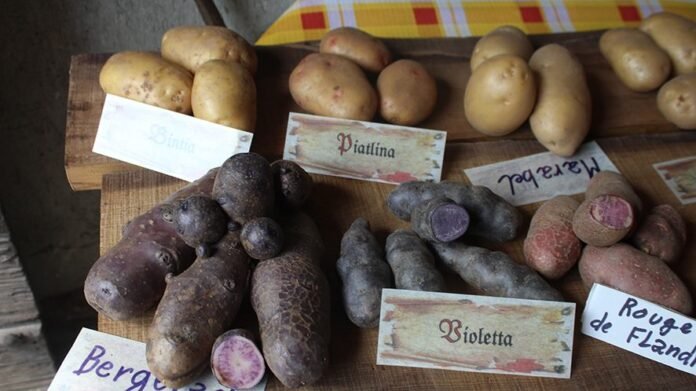 Sagra patata a Mocchie