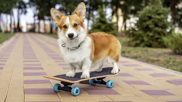 Skateboard