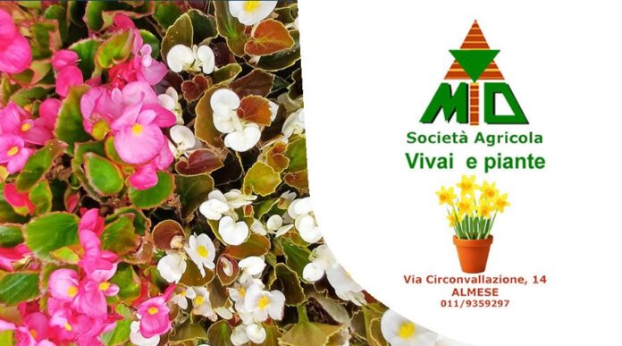 Vivaio Gulli Almese