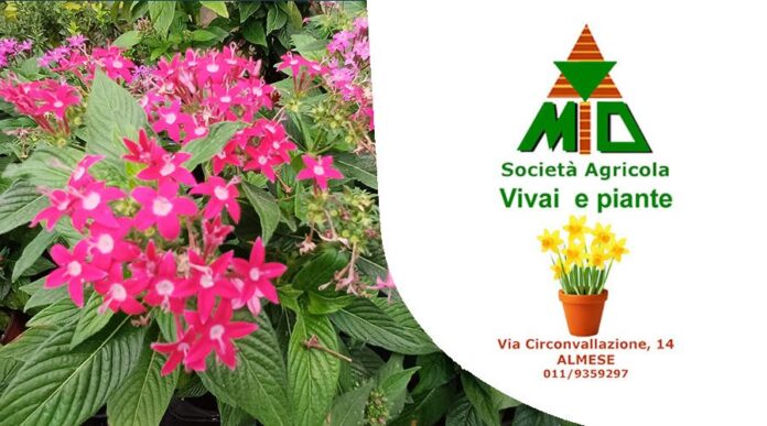 Vivaio Gulli Almese