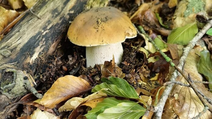 Funghi