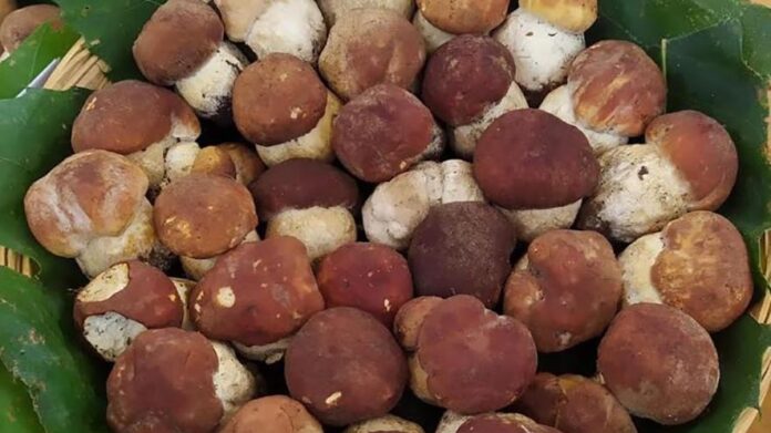 Funghi