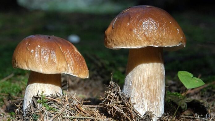 Funghi