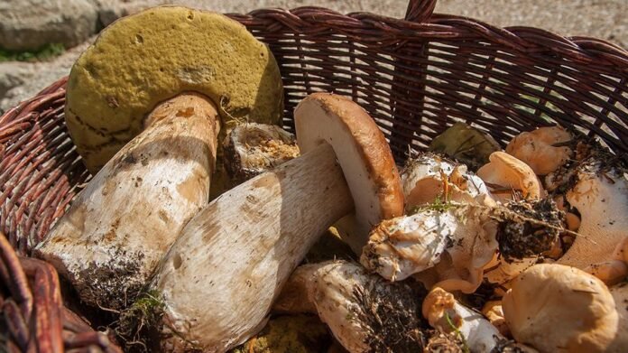 Funghi