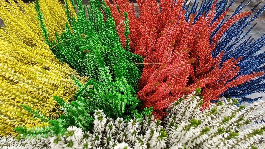 Vivaio Gulli