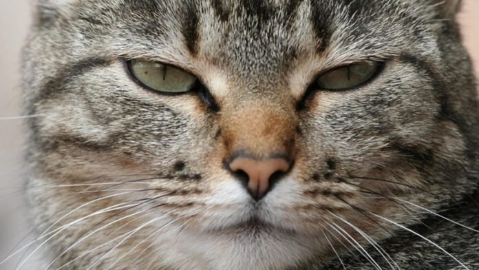 Gatto