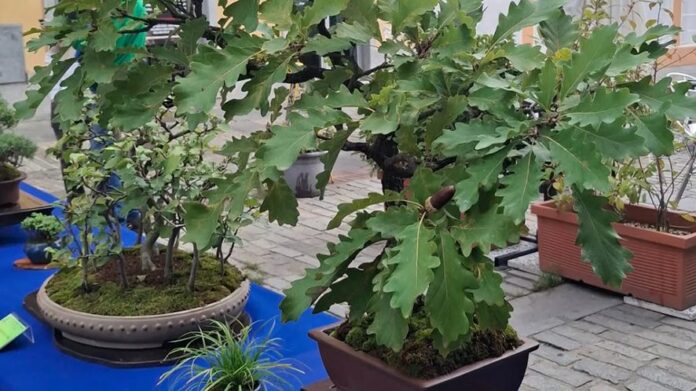 Bonsai in Valsangone