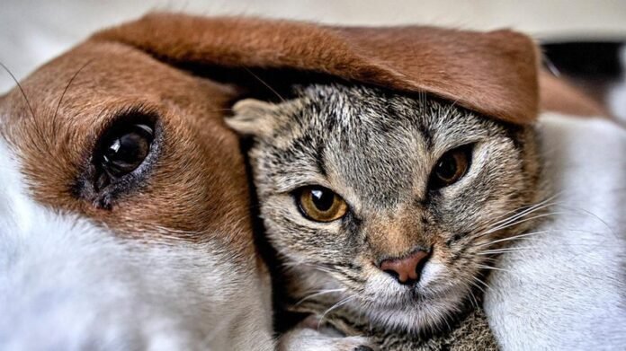 Cane e gatto